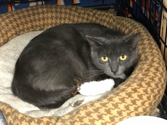 Artemis